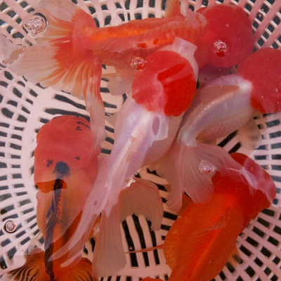 探访镇平县锦鳞观赏鱼养殖专业合作社 水族世界中的灵动艺术