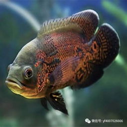 观赏鱼混养的注意事项 打造和谐水族箱的秘诀